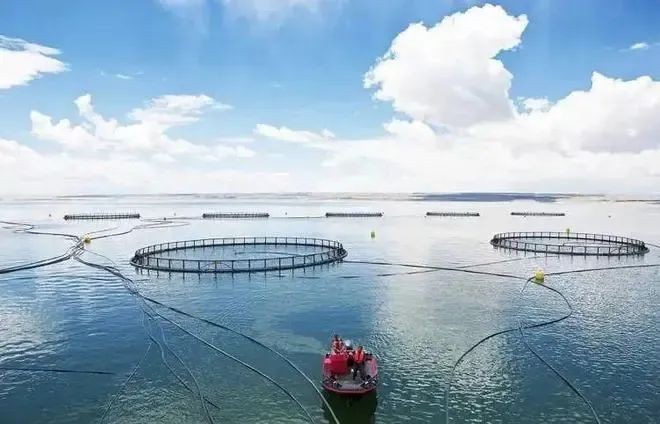 龍魚養殖行業有哪些技術突破預期？【龍魚養殖行業在技術方面取得了多項突破性進展】