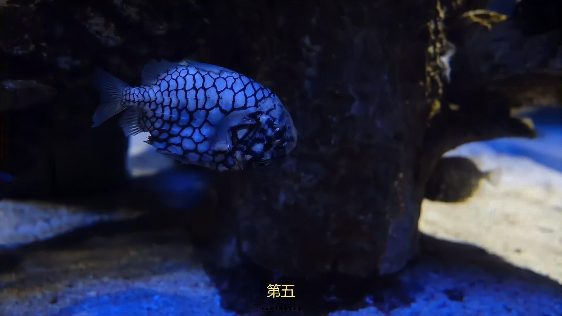 十大最好養(yǎng)的海水魚(yú)【新手養(yǎng)海水魚(yú)嗶哩嗶哩嗶哩嗶哩嗶哩嗶哩嗶哩盤(pán)點(diǎn)】