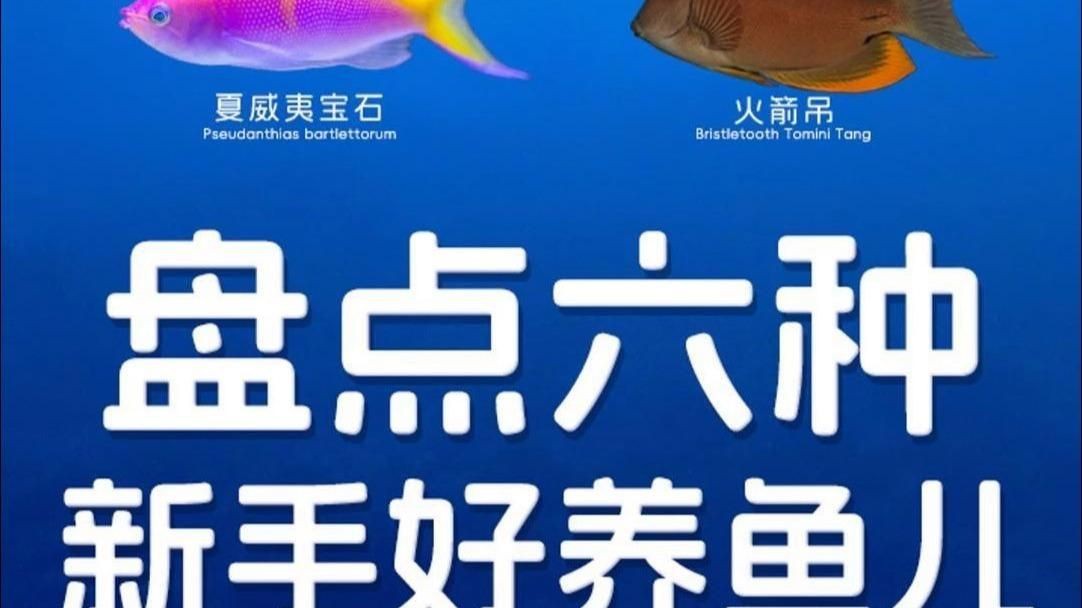 十大最好養(yǎng)的海水魚(yú)【新手養(yǎng)海水魚(yú)嗶哩嗶哩嗶哩嗶哩嗶哩嗶哩嗶哩盤(pán)點(diǎn)】