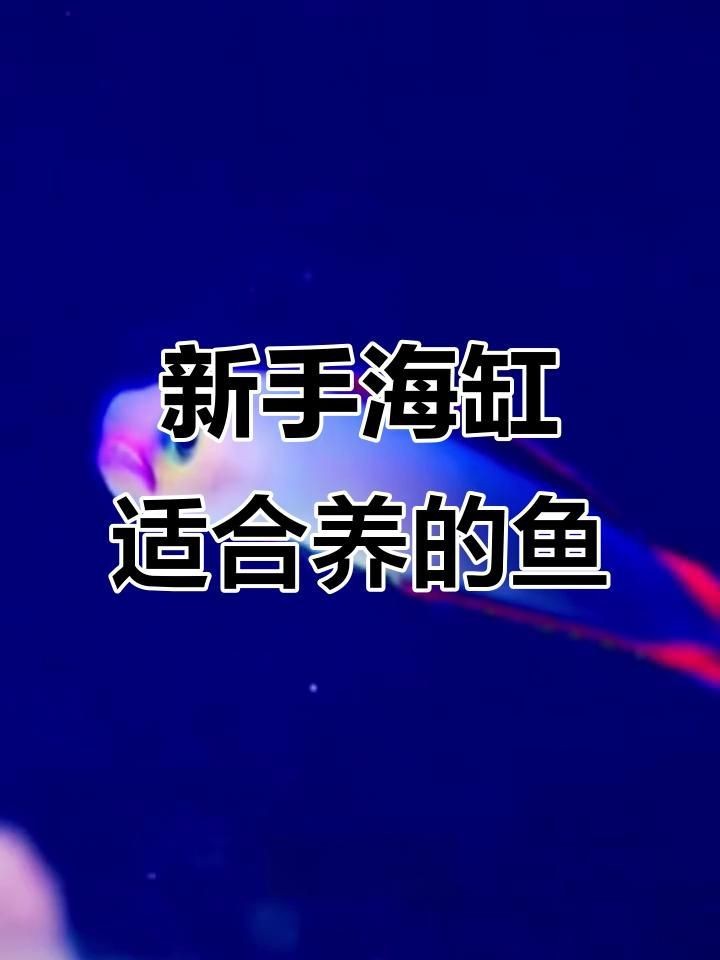 十大最好養(yǎng)的海水魚(yú)【新手養(yǎng)海水魚(yú)嗶哩嗶哩嗶哩嗶哩嗶哩嗶哩嗶哩盤(pán)點(diǎn)】
