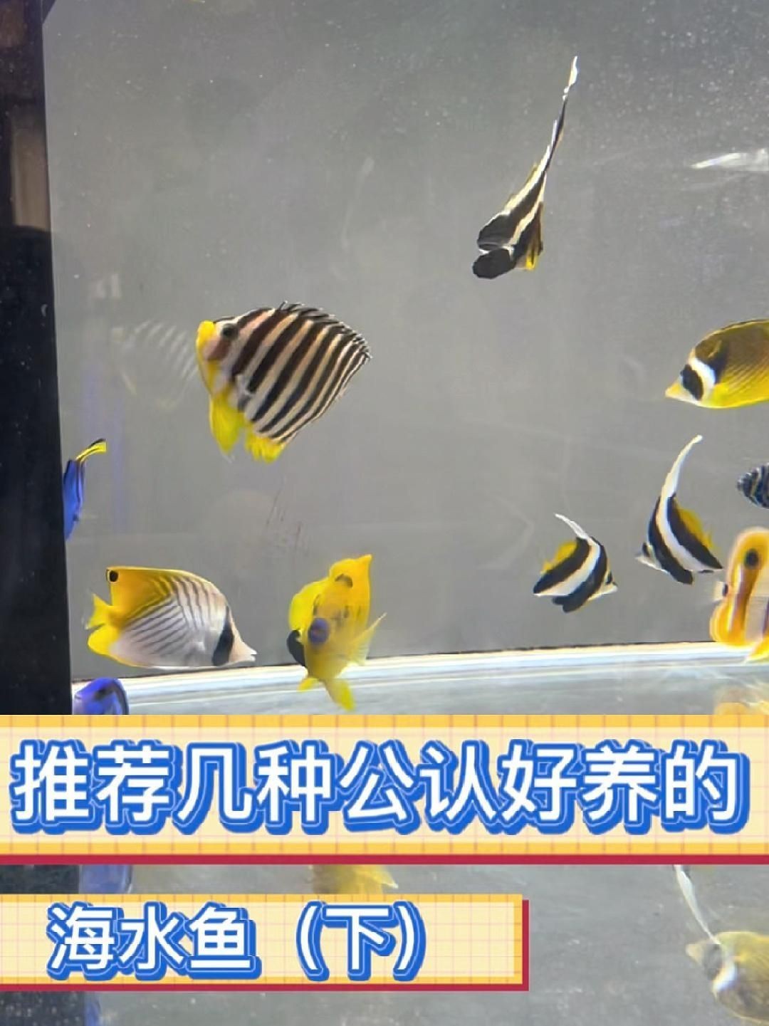十大最好養(yǎng)的海水魚(yú)【新手養(yǎng)海水魚(yú)嗶哩嗶哩嗶哩嗶哩嗶哩嗶哩嗶哩盤(pán)點(diǎn)】