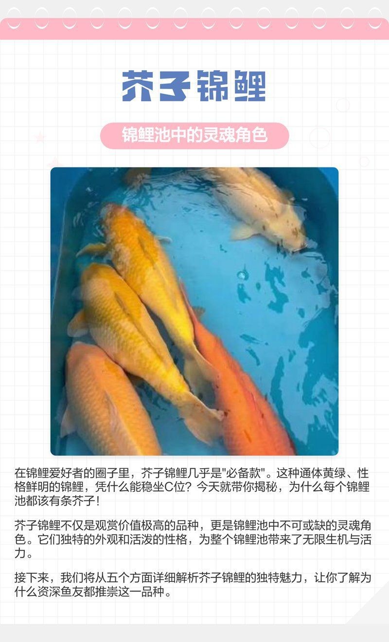錦鯉芒果芥子好還是黃猿好【芒果芥子和黃猿哪個好】
