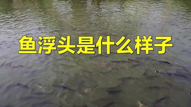 如何判斷大頭魚是否浮頭？【判斷大頭魚是否浮頭可從多方面入手】