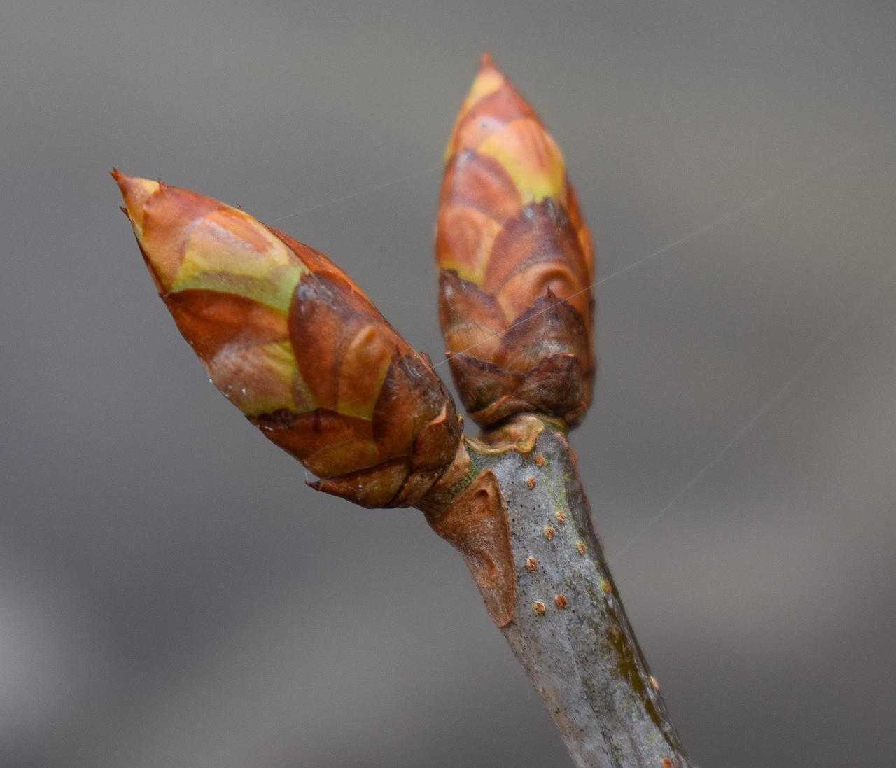 酒紅雷龍魚能長多少厘米【酒紅雷龍魚最大能長到多少厘米，】