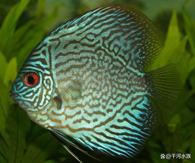 紅老虎魚屬于什么檔次【如何判斷紅老虎魚的品種】