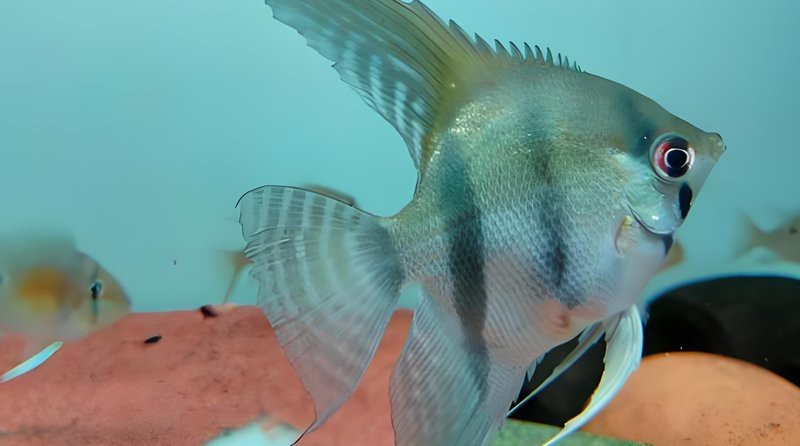 最建議買的魚缸水草【新手魚缸水草推薦】