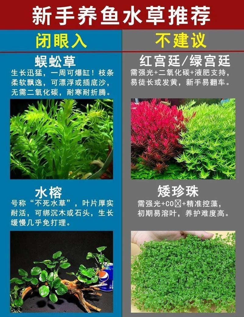 最建議買的魚缸水草【新手魚缸水草推薦】
