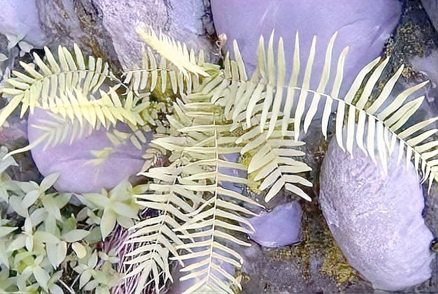 最建議買的魚缸水草【新手魚缸水草推薦】