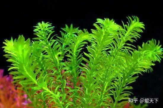 最建議買的魚缸水草【新手魚缸水草推薦】