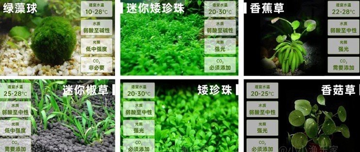 最建議買的魚缸水草【新手魚缸水草推薦】