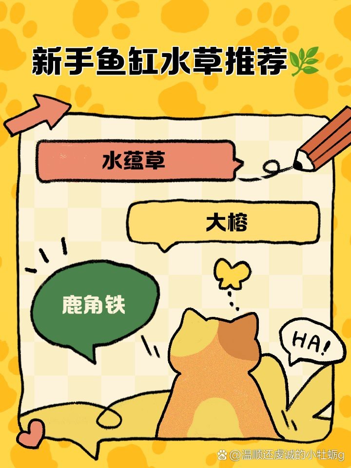 最建議買的魚缸水草【新手魚缸水草推薦】