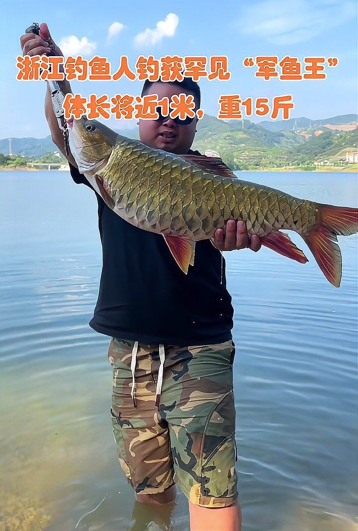 軍魚市場價多少錢一斤【軍魚的市場價格】