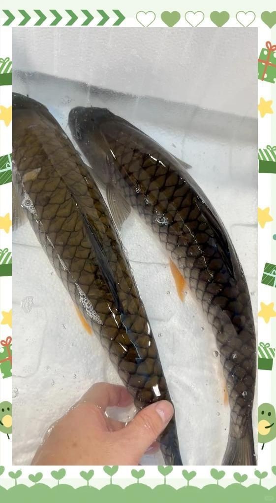 軍魚市場價多少錢一斤【軍魚的市場價格】