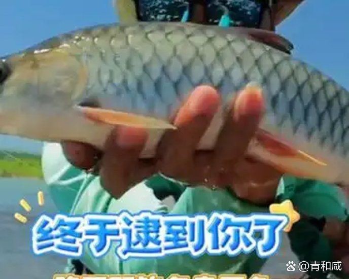 軍魚市場價多少錢一斤【軍魚的市場價格】