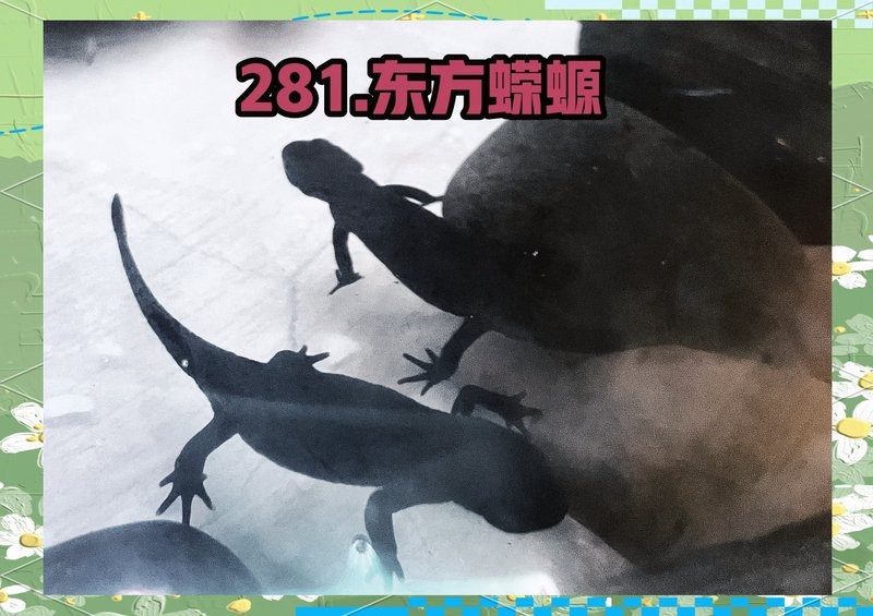 四角龍魚與其他蠑螈有何不同？【「鏡頭」華安縣這個小山村發現神秘“四角魚”,你知道是什么動物嗎】