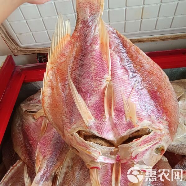曬干的紅頭魚一斤多少錢【紅頭魚價格走勢分析】