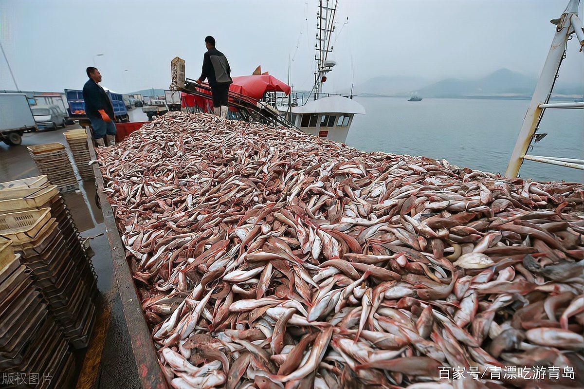 曬干的紅頭魚一斤多少錢【紅頭魚價格走勢分析】