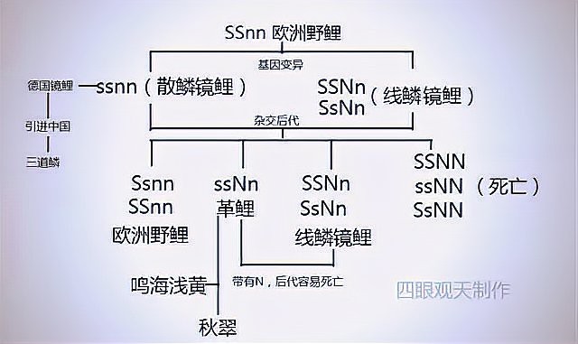 德系大正錦鯉【《德系大正錦鯉：錦鯉中的璀璨：瑰寶》**】