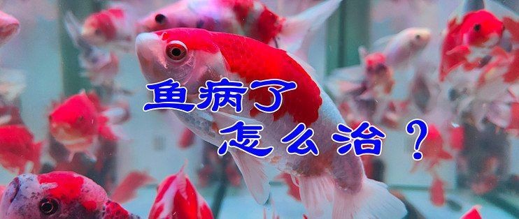 魚鰓蓋爛了怎么治療【魚鰓蓋爛了怎么辦】