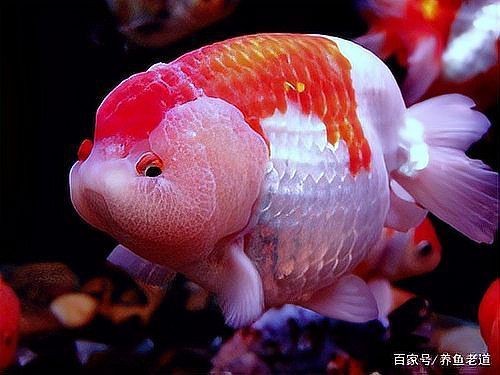 魚鰓蓋爛了怎么治療【魚鰓蓋爛了怎么辦】