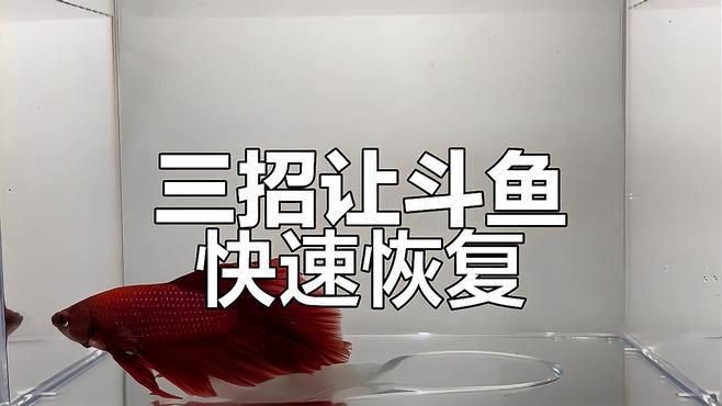 魚趴缸期間需要喂食嗎？【換水后魚趴缸怎么補救魚趴缸期間是否需要喂食】