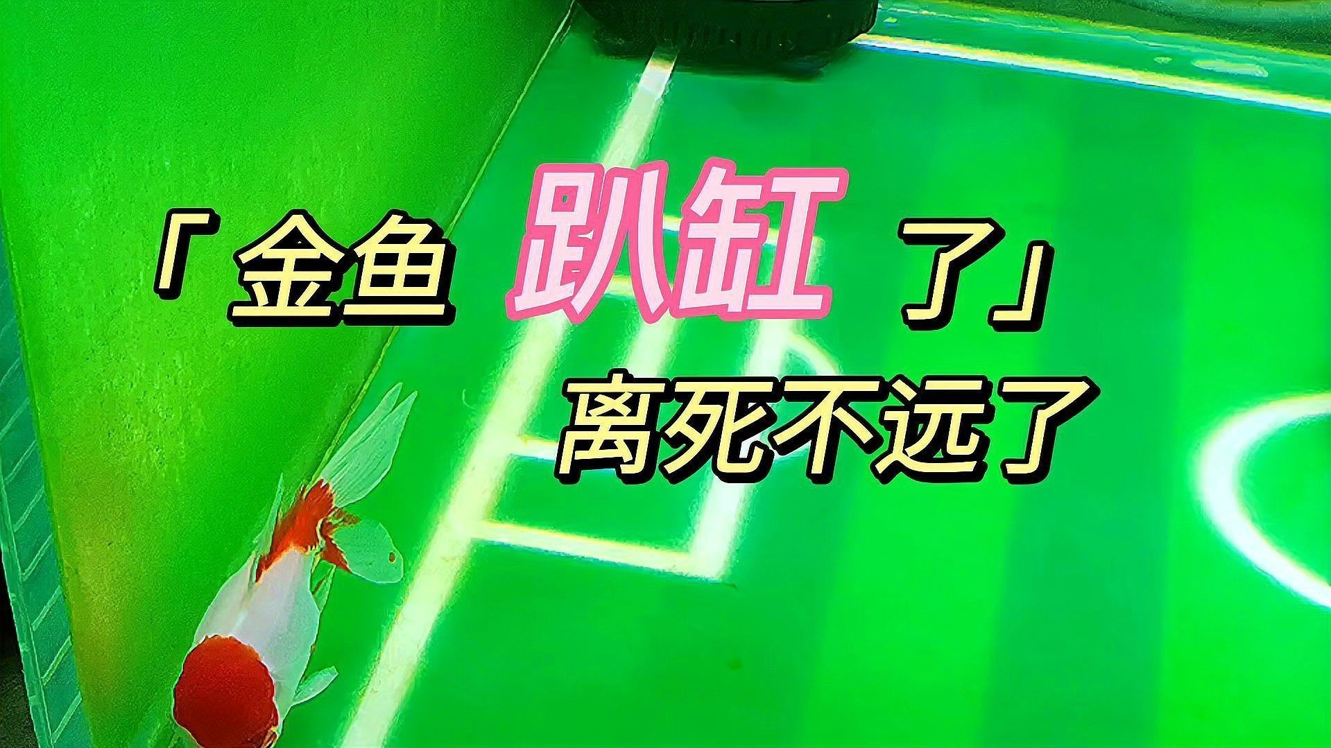 魚趴缸期間需要喂食嗎？【換水后魚趴缸怎么補救魚趴缸期間是否需要喂食】