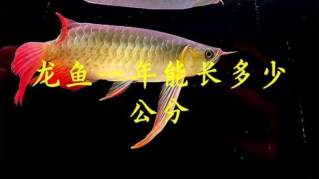 紅龍魚成長速度影響因素【紅龍魚一個月能長多大】