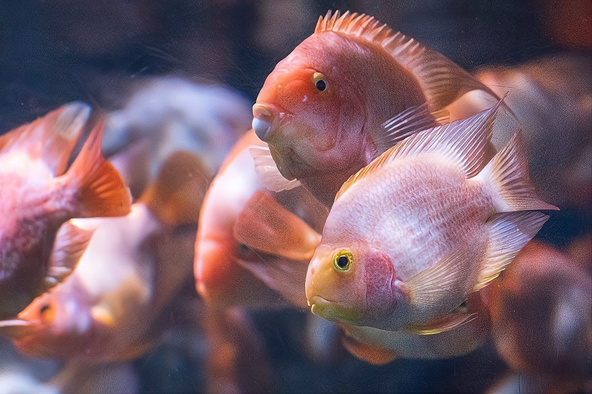 帝王三間和藍帆五間的區(qū)別【帝王三間與藍帆五間的飼養(yǎng)技巧及飼養(yǎng)要點對比分析】