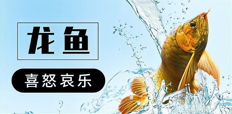 銀龍魚的情緒化行為有哪些【如何判斷銀龍魚的情緒化行為？】 銀龍魚的情緒化行為有哪些【如何判斷銀龍魚的情緒化行為？】 龍魚百科 第1張