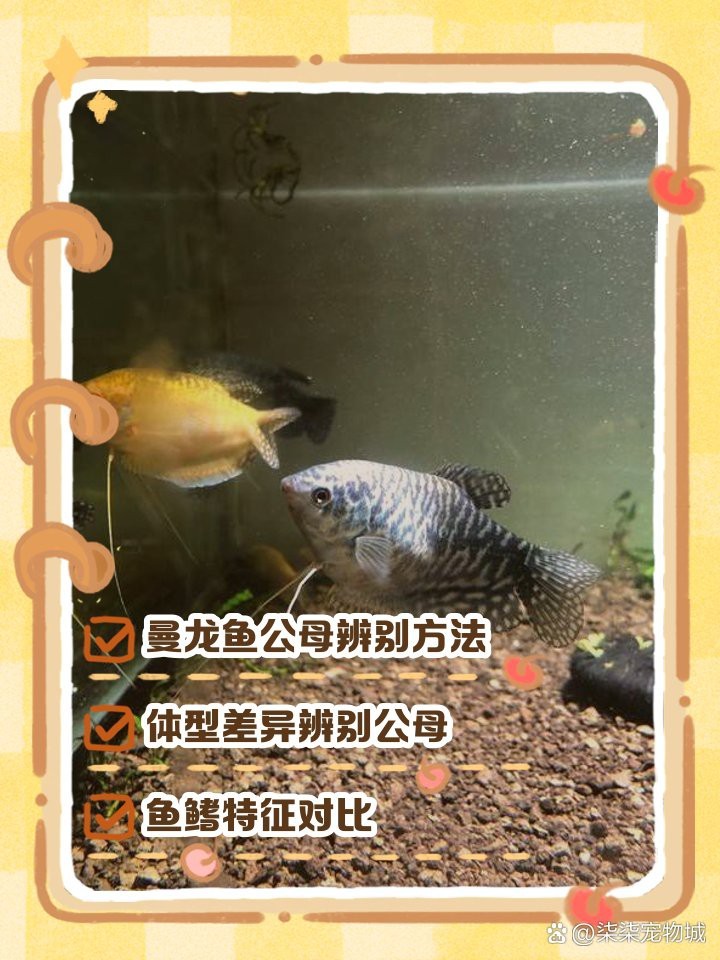 藍曼龍魚怎么分公母圖解【藍曼龍魚怎么分公母】