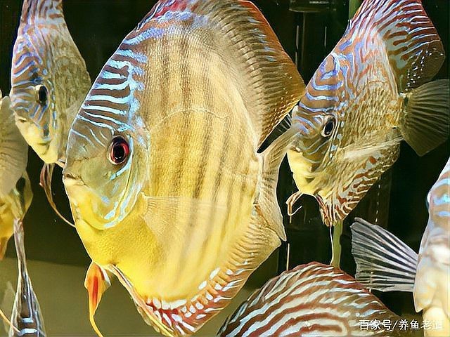 紅龍魚眼睛腫了要警惕四種病【紅龍魚眼睛腫了可能是以下四種疾病的表現包括預防措施】