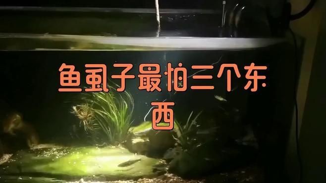 哪種方法治療魚虱最有效？【治療魚虱感染的最有效方法】
