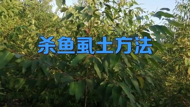 哪種方法治療魚虱最有效？【治療魚虱感染的最有效方法】