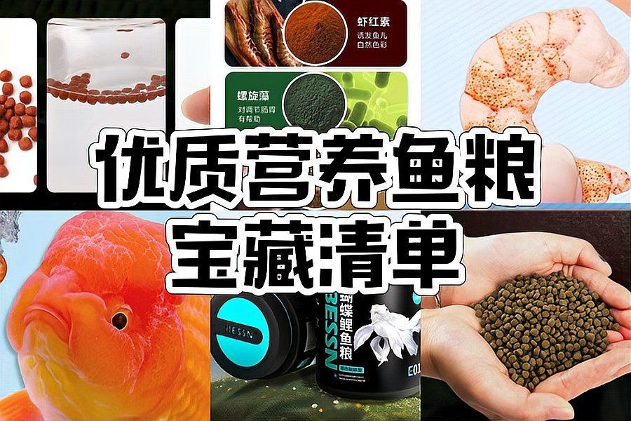 蝴蝶鯉飼料十大名牌【《蝴蝶鯉飼料十大名牌》】