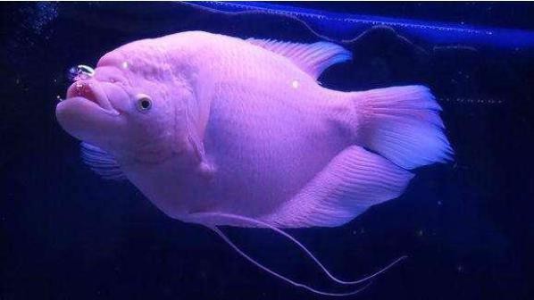 家里養(yǎng)曼龍魚(yú)招財(cái)嗎【家里養(yǎng)曼龍魚(yú)是否招財(cái)】