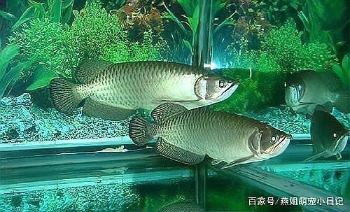 龍魚身體彎曲后還能正常進食嗎？【龍魚身體彎曲后能否正常進食】