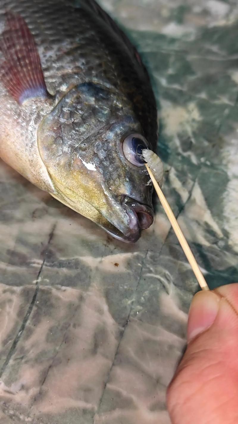 魚虱圖片【關于魚虱的詳細圖文解析】