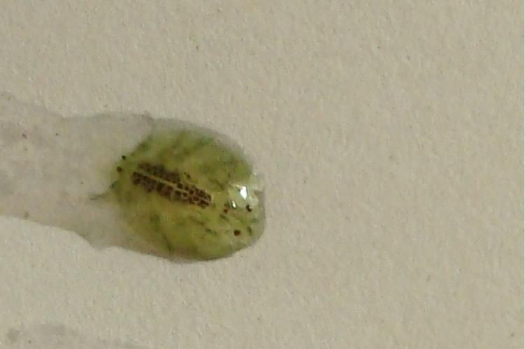 魚虱圖片【關于魚虱的詳細圖文解析】
