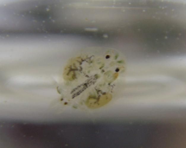 魚虱圖片【關于魚虱的詳細圖文解析】