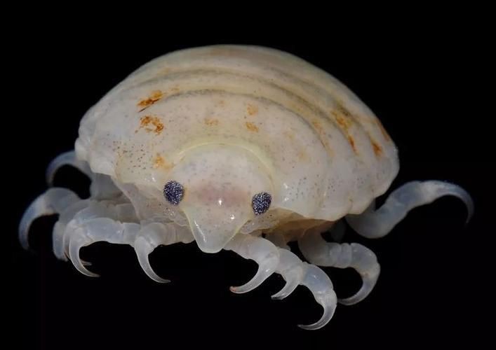 魚虱圖片【關于魚虱的詳細圖文解析】