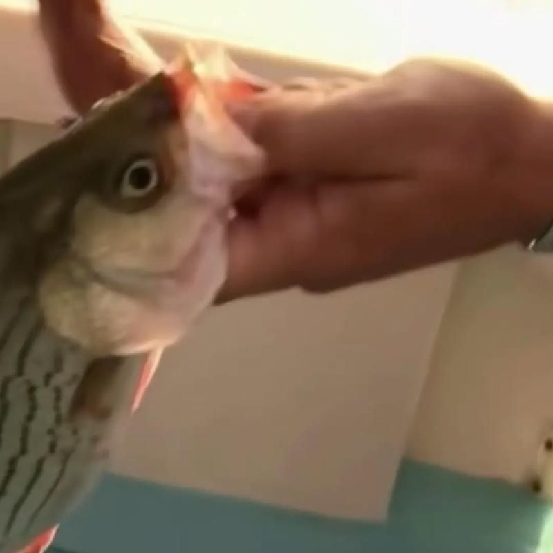 魚虱圖片【關于魚虱的詳細圖文解析】