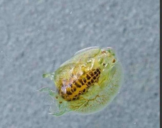 魚虱圖片【關于魚虱的詳細圖文解析】