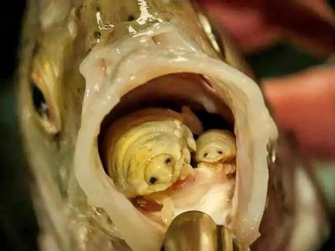 魚虱圖片【關于魚虱的詳細圖文解析】