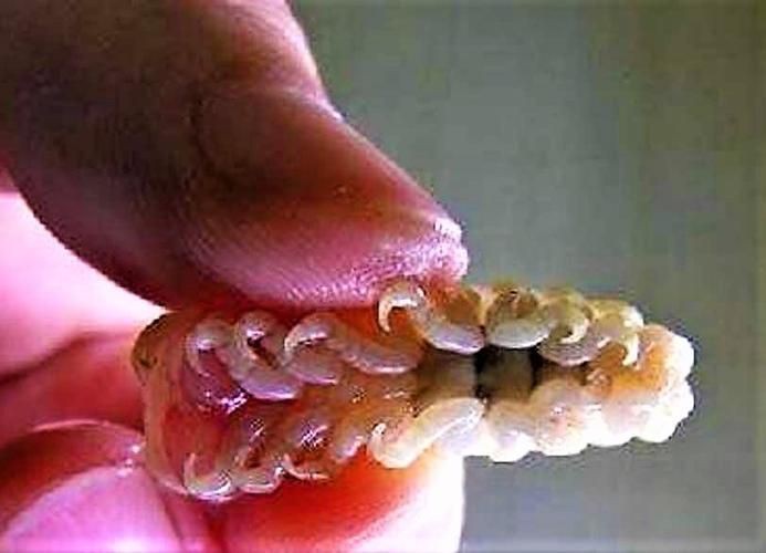 魚虱圖片【關于魚虱的詳細圖文解析】