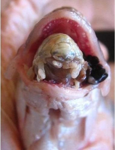 魚虱圖片【關于魚虱的詳細圖文解析】