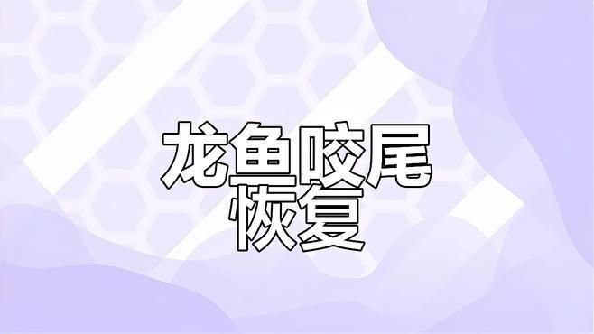 龍魚咬尾后多久會(huì)恢復(fù)？【魚咬尾后恢復(fù)時(shí)間因素而異，魚總咬尾巴咋回事資深鏟屎官揭秘6大原因】