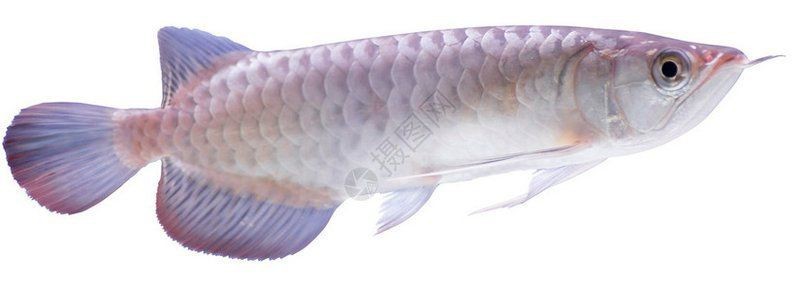 金龍魚微信頭像圖片【《金龍魚微信頭像圖片：獨(dú)特與多元的視覺呈現(xiàn)》】
