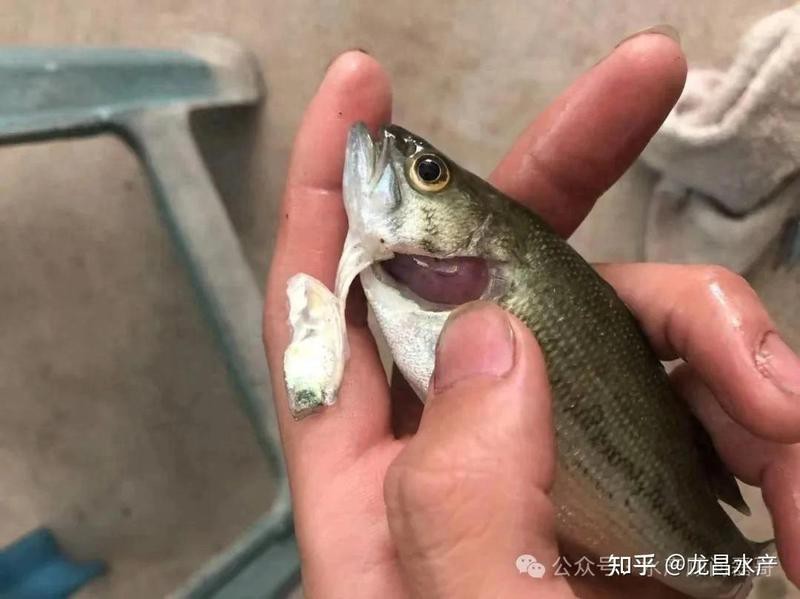 鱷雀鱔突然身體變白【鱷雀鱔突然身體變白可能由多種因素引起多種因素引起】