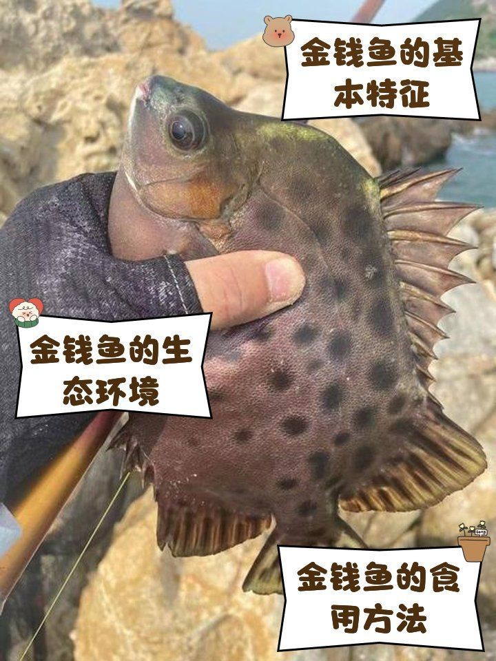 金鼓魚一年能養(yǎng)多大【金鼓魚一年養(yǎng)殖期內的生長潛力可做如下評估金鼓魚】