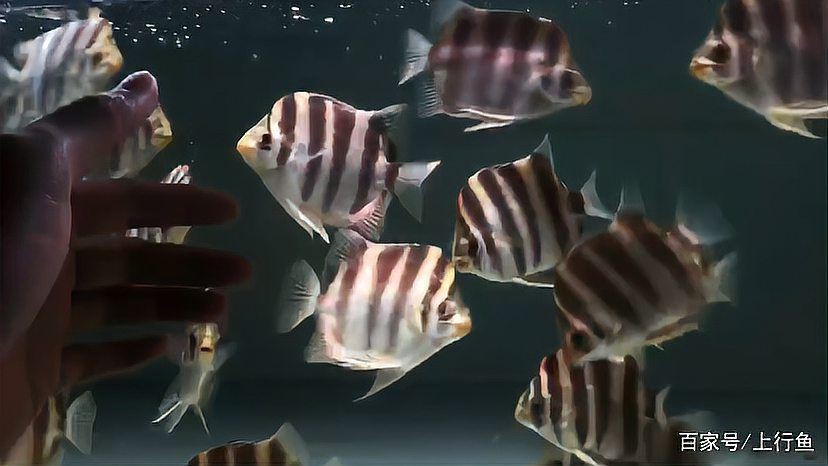 金鼓魚一年能養多大【金鼓魚一年養殖期內的生長潛力可做如下評估金鼓魚】 金鼓魚一年能養多大【金鼓魚一年養殖期內的生長潛力可做如下評估金鼓魚】 龍魚百科 第5張